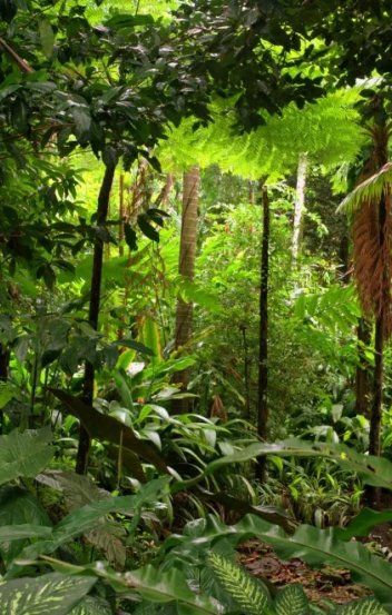 How Kulba cares for rainforests - and you can see it in every trailer